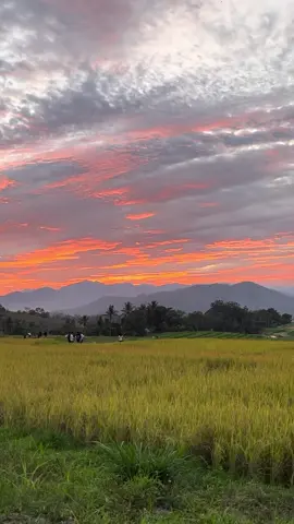 Sawah ampangan #ampangan#payakumbuh#sawahlenggek 