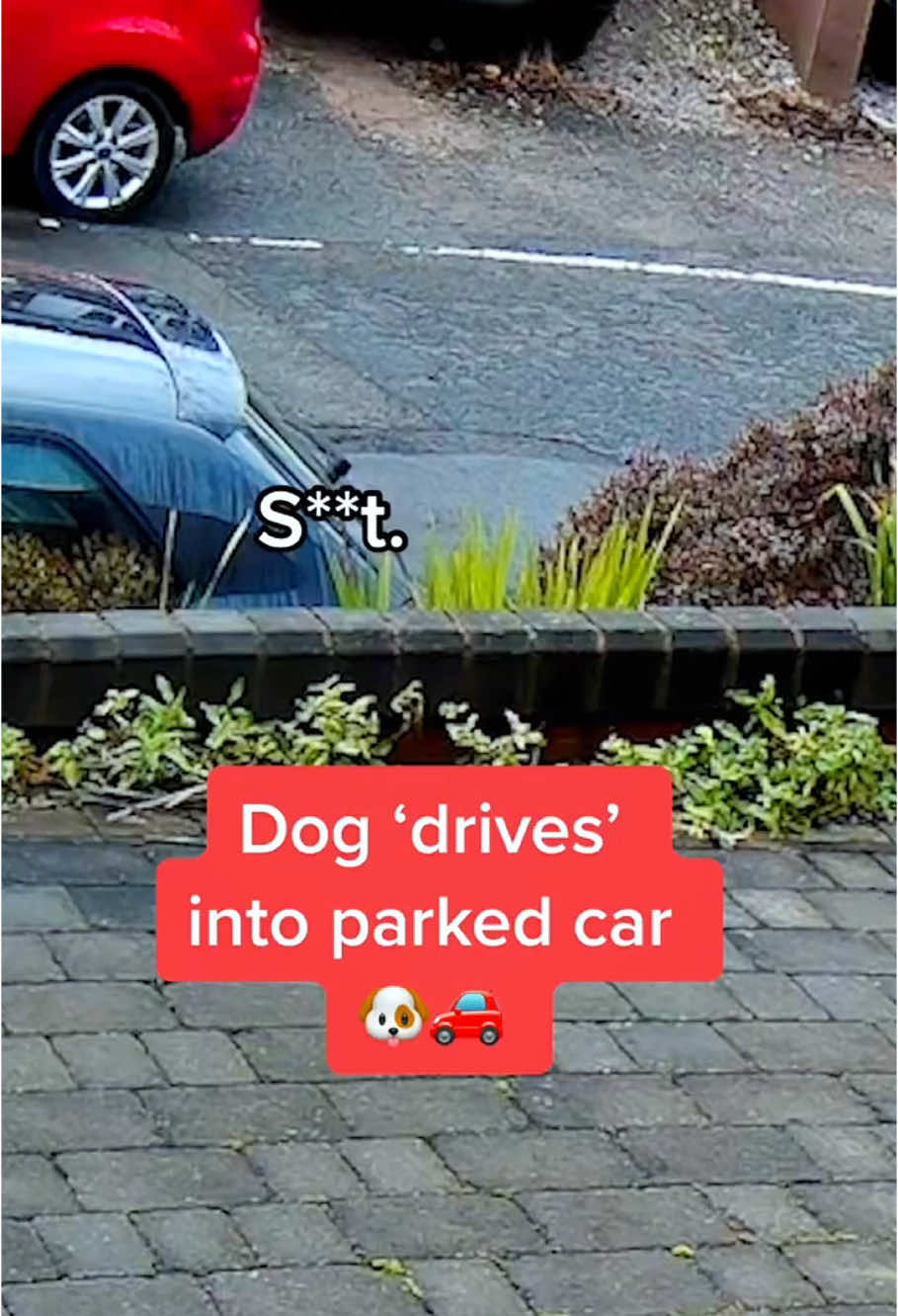 Dogs caught on security camera doing bad things🤣#dog#funny#funnyanimals#funnypets#animals #dogsofttiktok #pet #foryou #longervideos
