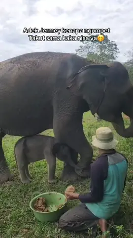 Adeeee hati hati sama yg namanya nisa ya🤭 #gajah #waykambas #gajahviral #lampung #lampungtiktok 