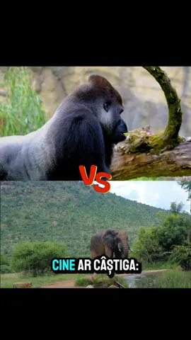 Cine ar castiga un elefant sau o gorila??#curiozitatidintoatalumea #curiozitati #descopera #elefant #gorila 