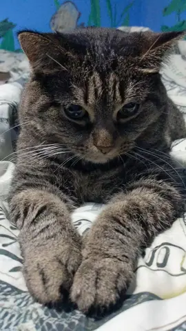 4 Human smells cat weirdly love #fypviral #fypviralシ #foryoupage #fypシ゚viral #catslover 