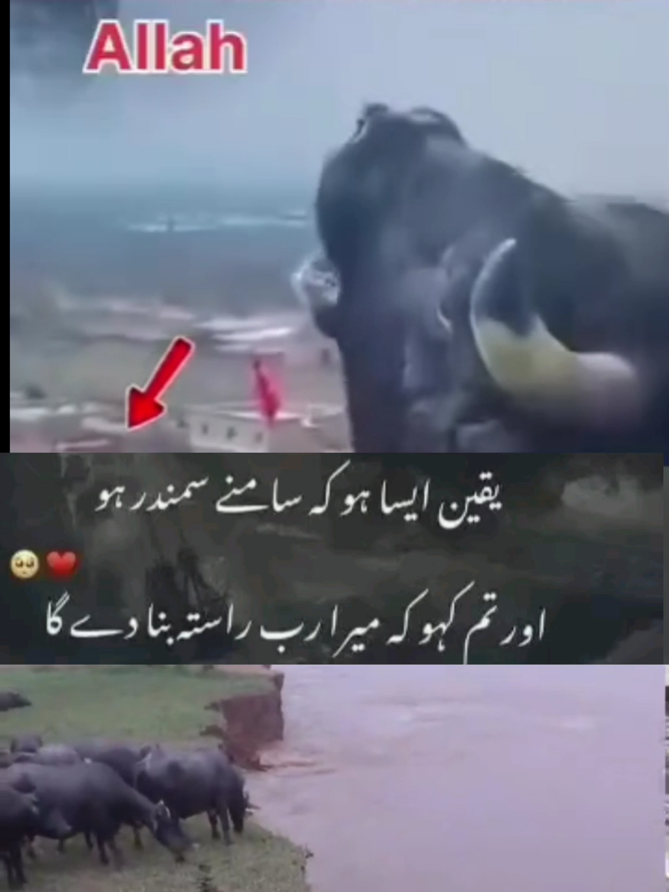 Punjab Flood News #punjabriverflood #flood #todaynews 