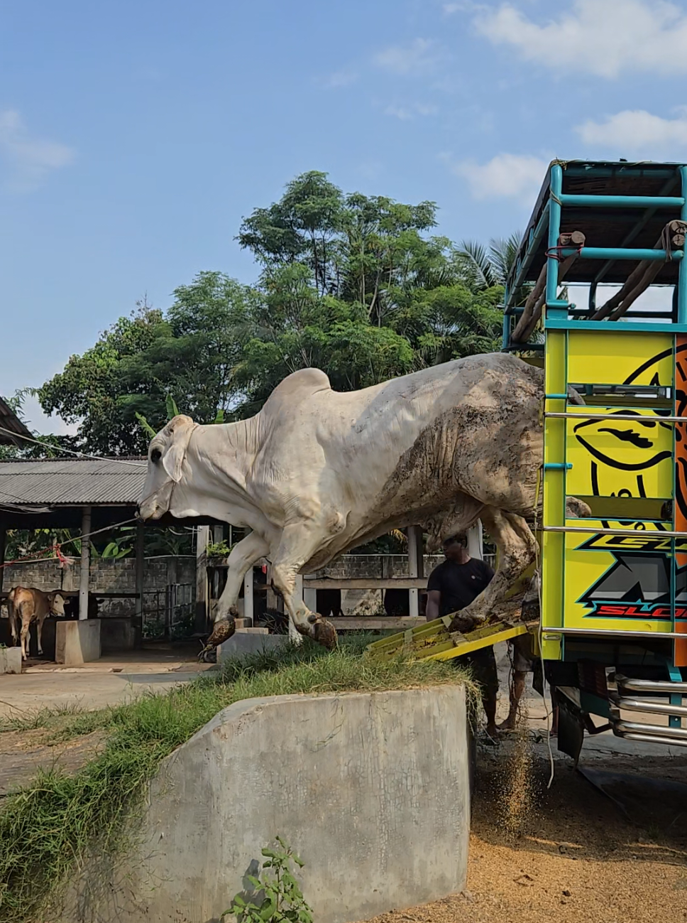 Kita jadikan Istimewa ya Bolo 😁🐂✌️ . . #pageforyou #margolembu #maskentung #sapibakalan #cow 