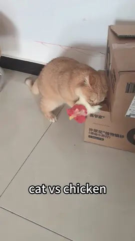Pov Your cat is the neighborhood bully#funnycats #funnyanimals #petvideos #cat #catsoftiktok   