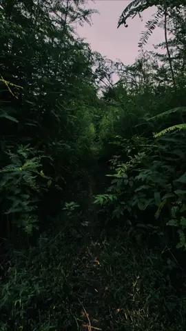 ◇~◇ #edit #explore #fyp #nature #aesthetic 