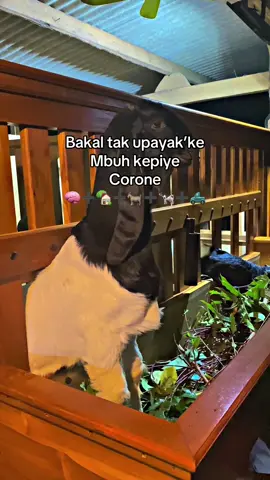 bismillah 🤲 #fyppppppppppppppppppppppp #peternakmuda #peternakkambing #fyp #foryou #kambing 