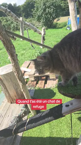 Quand t’as été un chat de refuge  . #chat #cat #trend