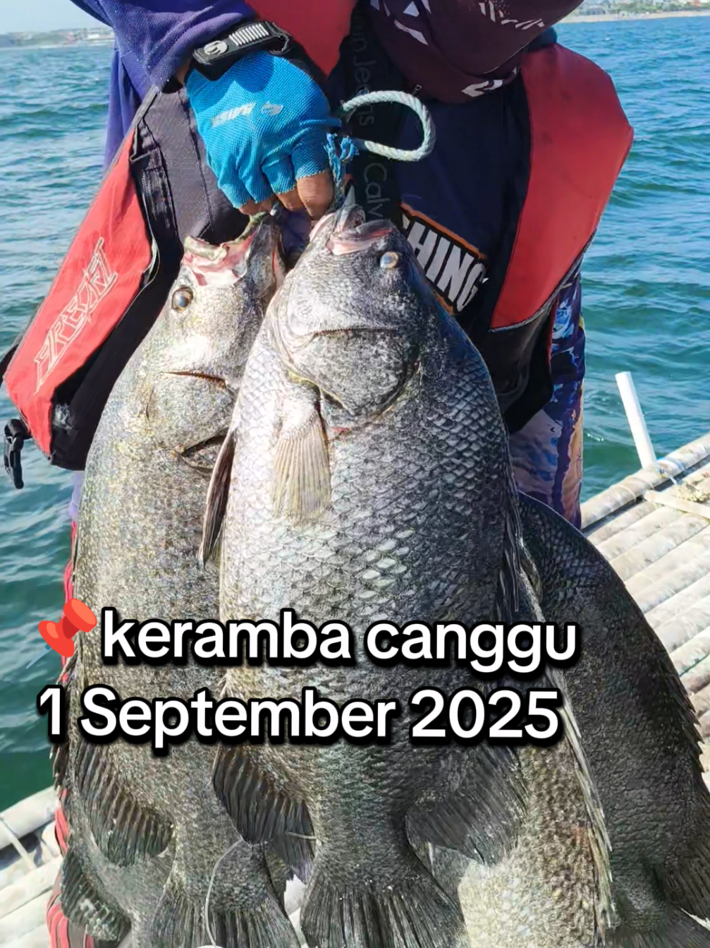keramba canggu yang baru di buka kembali ,musim kakap batu telah tiba  ikan ini memang hadir mulai di bulan September buruan booked biar kebagian #mancingmania #kakapbatu #kerambacanggu #ngoncer 
