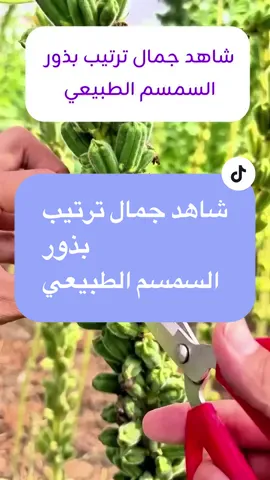 شاهد جمال ترتيب بذور  السمسم الطبيعي #keto_world_ #ambition_75 