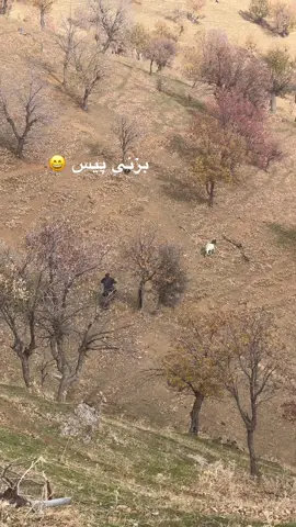 ئەوەژی شەرئ شوانا گە بزنا😆