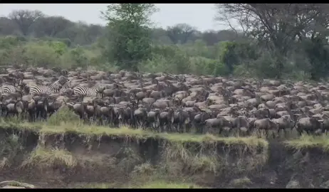 Serengeti national park Tanzania 🇹🇿 wildebeests migrations