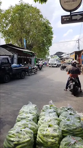 seamangat para drever