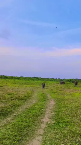 pantatnya gemoyy,gumusshhh🐘 #gajahcore #gajahviral #gajahnisa #fyppppppppppppppppppppppp #gumush 