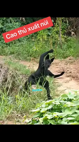 #quynhkun 