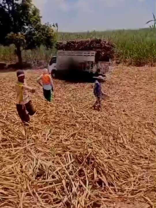 truk tebu hampir terguling