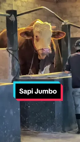 Info sapi JUMBO. #Kampungternakmodern #sultanfarm #KingMoHD #peternakmuda 