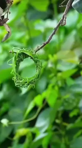 #weaverbirds #bird #nest #animals #architecture 