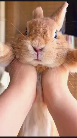 😃😘#bunny #rabbits #cutebunny #pet #cute 