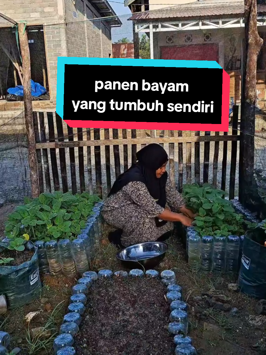 panen bayam yang tumbuh sendiri diraisedbed botol bekas #fyppppppppppppppppppppppp #kebun #minigarden #rurallife #garden 