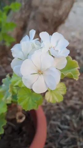 #مساء_الخير  ورده #تصويري #🌷 #🌺 