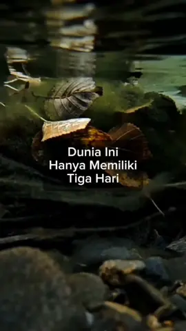 #motivasi#semangathidup#dunia#hanya#3hari