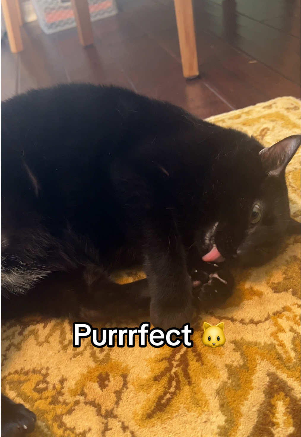 POV: your cat is a model #cat #cats #catlover #blackcat #fyp 
