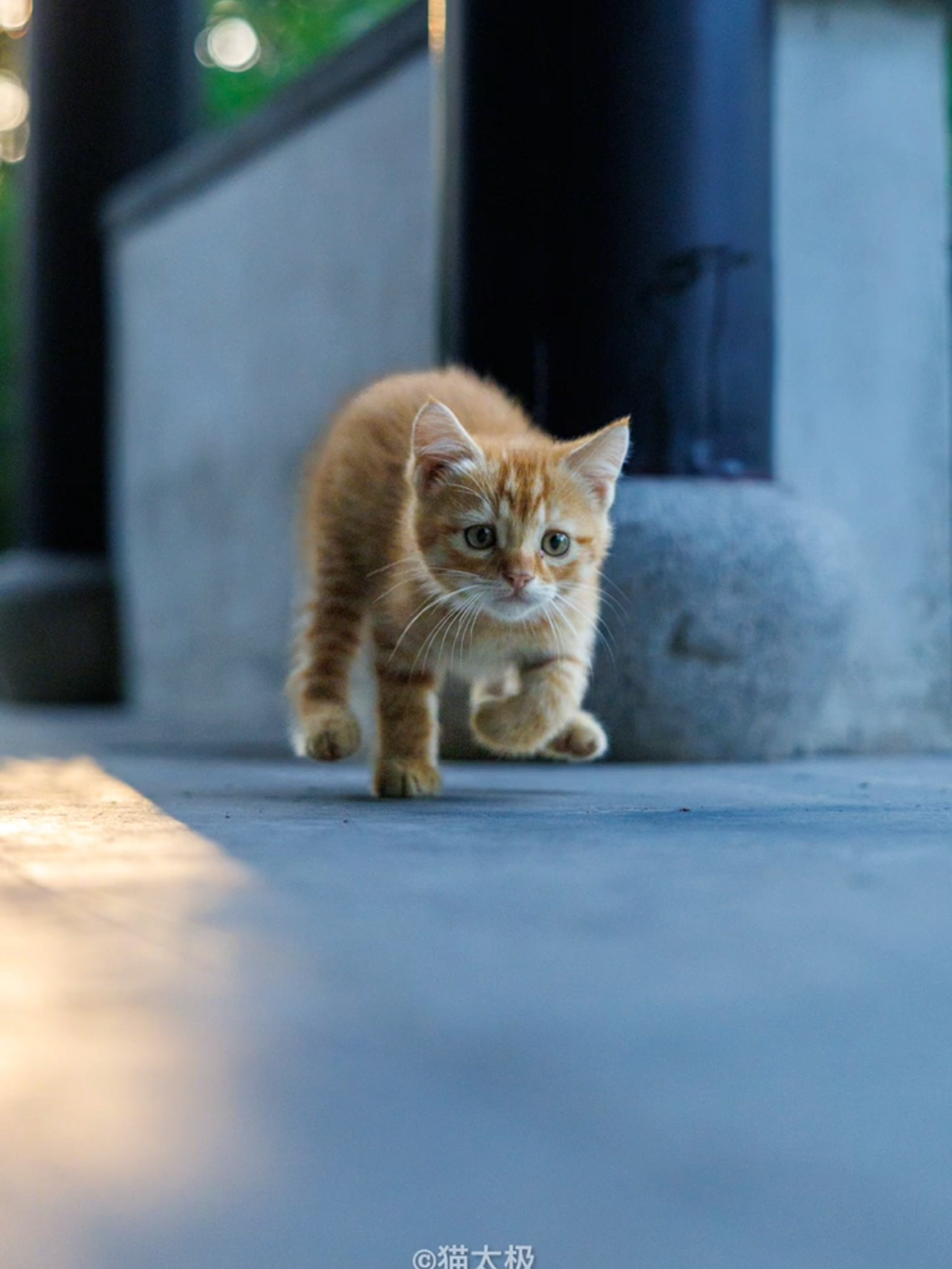 street photography: little energetic orange kitten in my Len's . #photography #meowing #catphotography #catsoftiktok 
