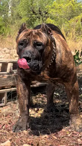 We represent “Pres” the father of all our puppy’s 🔥 💙 Representamos a “Pres” el padre de todos nuestros cachorros 🔥 💙 #presacanario #presacanariopuppy #protectiondog #guarddog #cachorro 