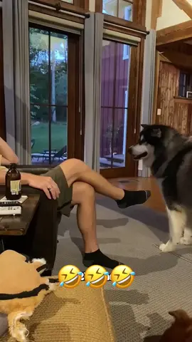 #funny #animals #viral #voiceover #talking #pet #fyp 