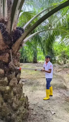 Panen sawit buah terjepit  #panensawit #kelapasawit #sawitontiktok #kelapasawit #sawitindonesia 