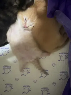 #kittenlove #kittycat #fyp