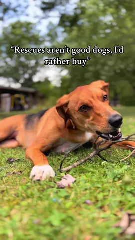 Did you know about 1.5 million dogs are euthanized in the US alone? We love or ethically bred besties but lets give a shoutout to the millions of wonderful dogs waiting in shelters for their lives to begin! #fyp #adoptdontshop #dogmom #foxhoundsoftiktok 