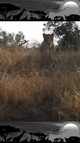 lions attack #fyp #unfreezemyacount #foryoupage❤️❤️ #videoviral 