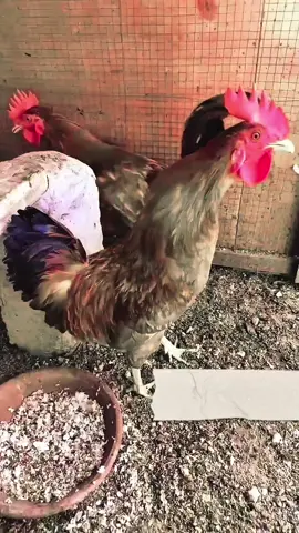 mention Faiza Name 😜  #trinding #rooster #callingnames #foryou #fyp 