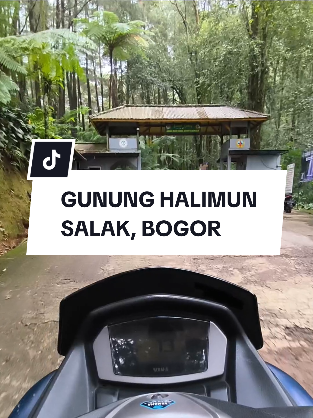 Taman Nasional Gunung Halimun Salak (gunung bunder) Surganya Curug, Di Kelilingi Pohon Pinus, bikin adem dan sejuk 🌿 gua spill harga tiket masuk kawasan nya, ada yang pernah kesini gess?  #gunungsalak #curugpangeranbogor #rekomendasi #wisatabogor  #kitangayab 