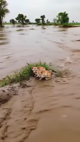 AI flood vlog #PakistanFloods #PunjabFlood #FloodDisaster #DroneView #Flood2025 
