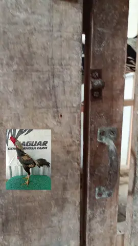 JAGAL Pejantan utama di Markas JGFF.