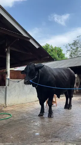 workout bareng BIMA bolo🔥🐮#wisnufarm #peternaksapiindonesia #fyp #sapilimosinsuper #peternakmuda 