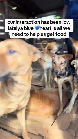 Please link in bio #animalsoftiktok 