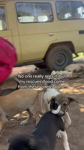 #rescuedog 
