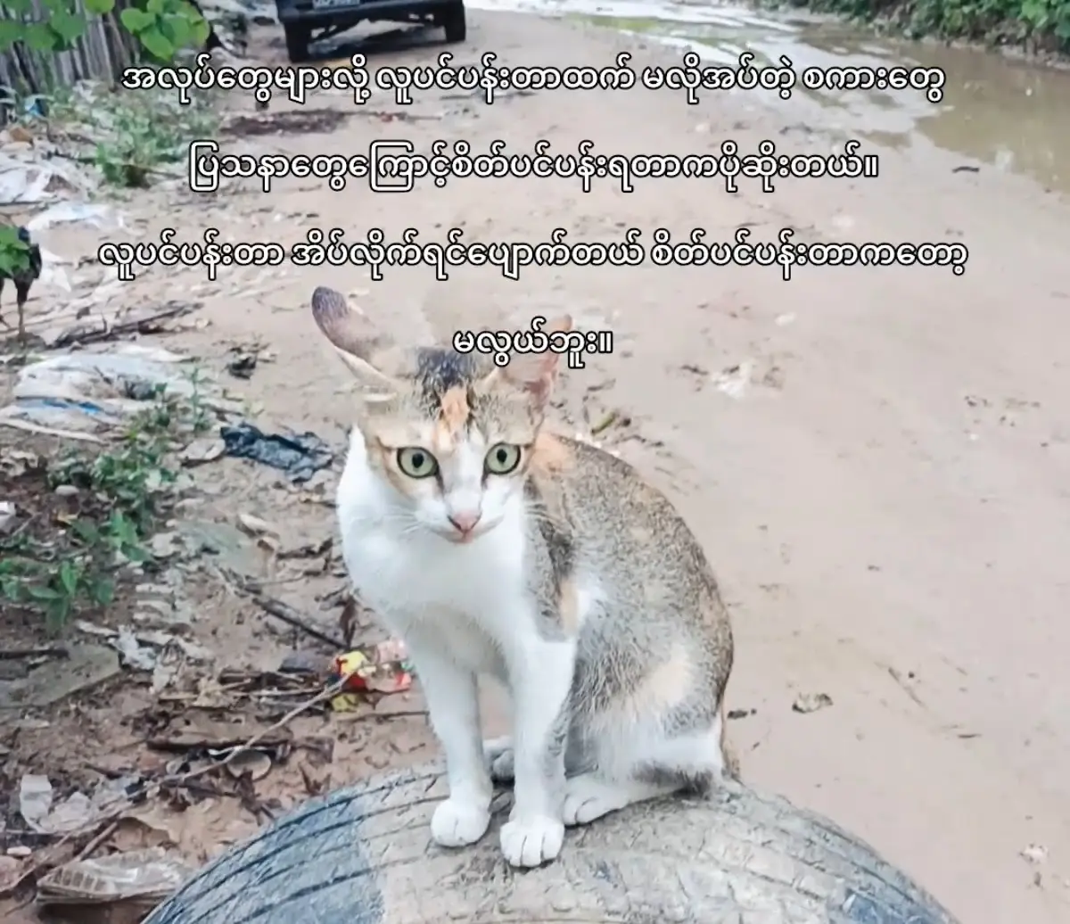 #ဟူးးးးးးးးးးး😞 #fypage #fypシ゚ #fyppppppppppppppppppppppp #မူရင်းစာရေးသူအားcrdပေးပါတယ်🌷 @Hlaing' Thitsar