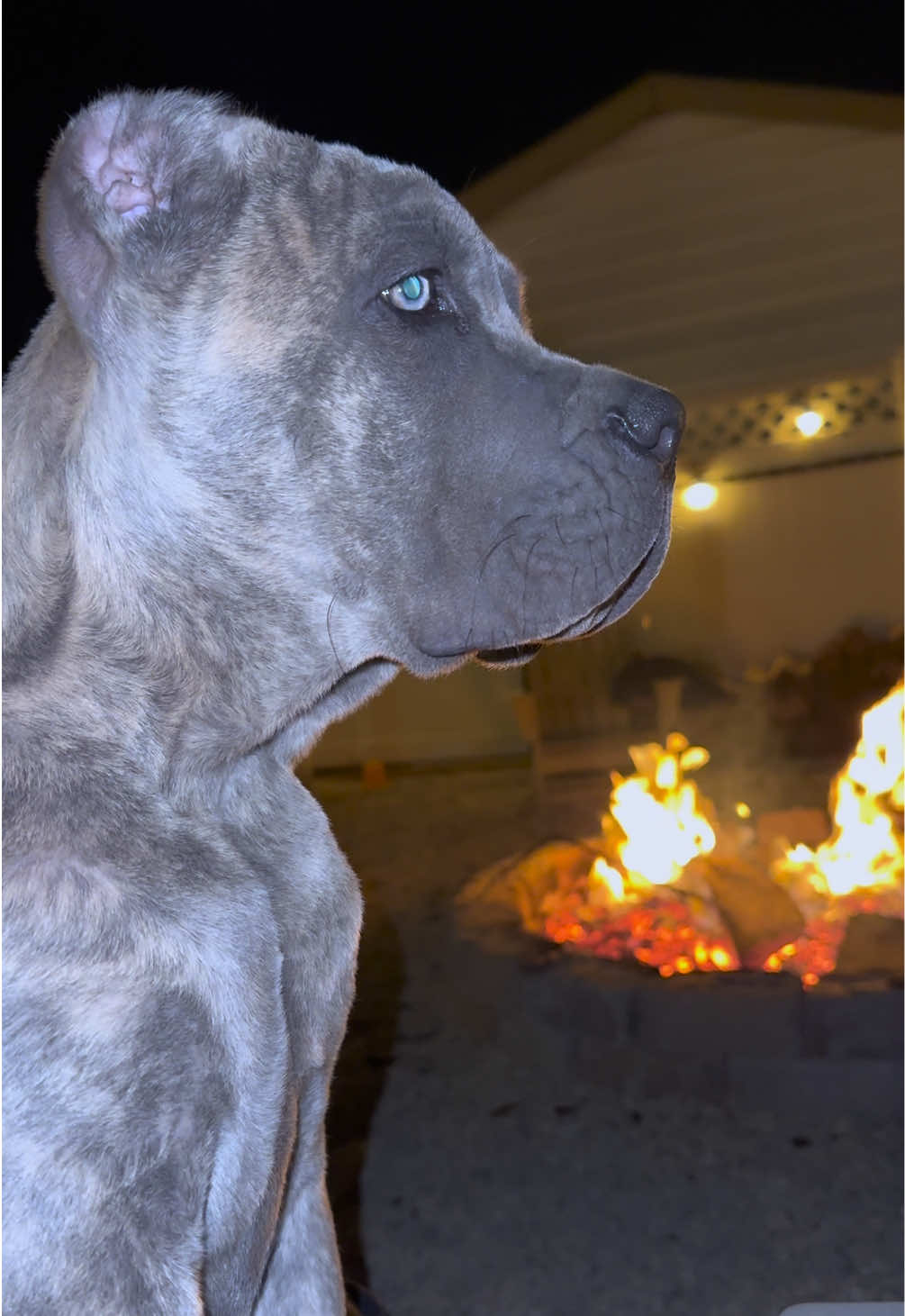 #canecorso #corso #canecorsopuppy #canecorsosoftiktok #dogtok 