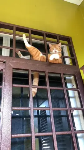 👀😂🤦‍♂️#animals #comedyvideo #humor 