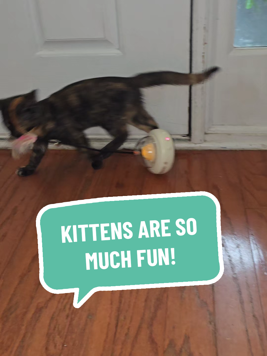 #kittens #cat #cattoy 