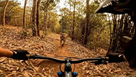 The tiger came out of nowhere… #tiger #forest #bike  Want to create viral videos? DM ‘maken’ and get a discount for maken.io. (Link in bio)