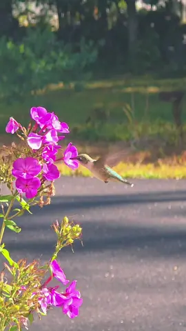 #hummingbird #goodmorning 