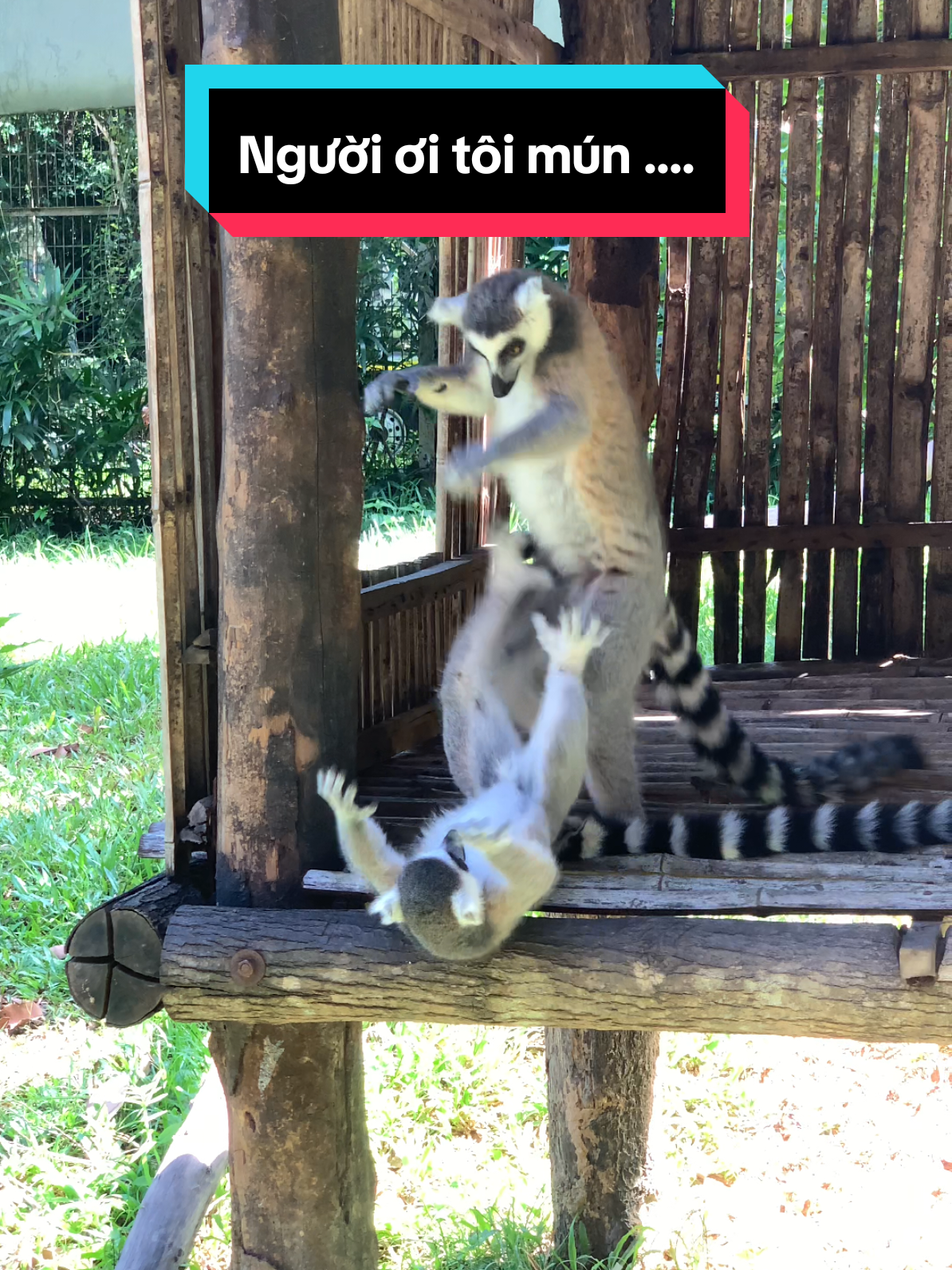 k trượt phát nào ln ă #animals #xuhuong #dulich #GreenCreator #VinWonders 
