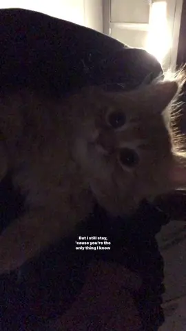 #lyrics 