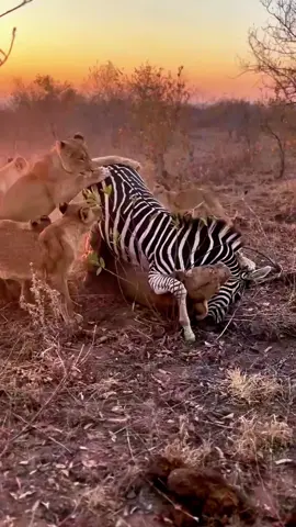 Pride of Lions Hunt Zebra. #animals #lion #wildlife #wildli 