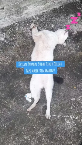 Yang penting pules #kucing #kucingjalanan #kucingtiktok #fypage #tiktokkucing 